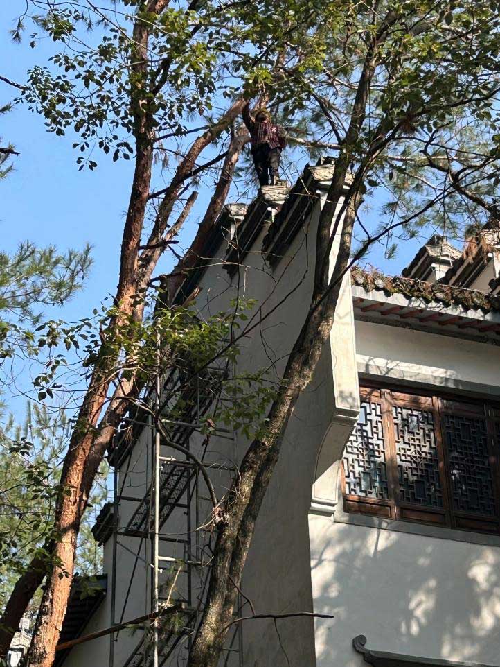 排除隱患，國(guó)資公司砍樹解民憂